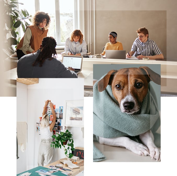 Montage photo - Meeting - Un chien avec un foulard - Une femme faisant un montage photo sur un mur